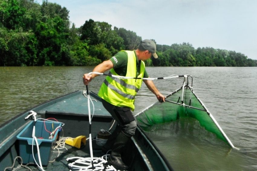 24 bolgár csík és még több meglepetés a Tisza mélyéről