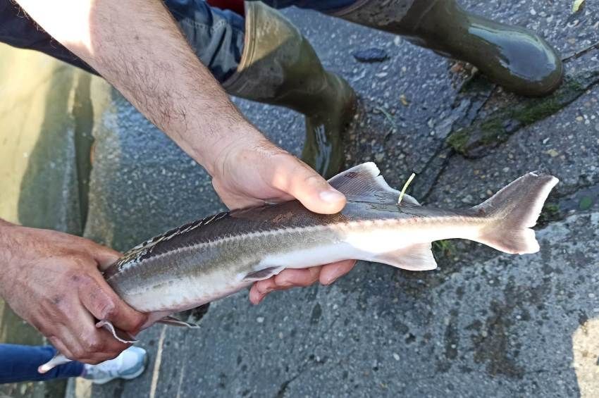 285 kilométert tett meg egy jelölt kecsege a Dunán