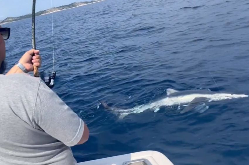 150 kilós kékcápát fogott egy dunaföldvári horgász – videóval