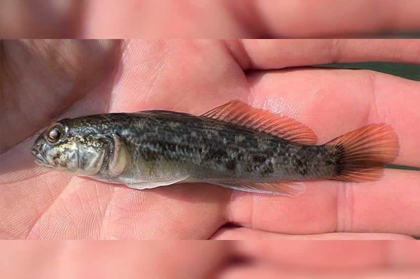 A kisebb vízfolyásokba is felhatolnak a pontokaszpikus gébek 