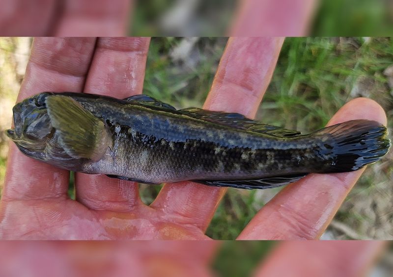 Az Alcsi Holt-Tiszát is meghódította a kerekfejű géb