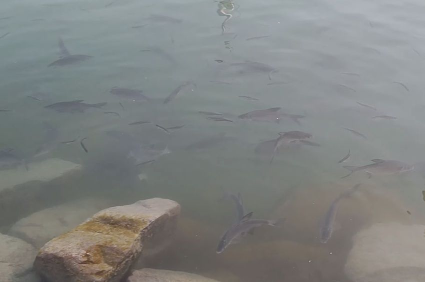 Nem foglalkoznak a halak a jogszabállyal, tilalmi időn kívül is ívnak – videóval 