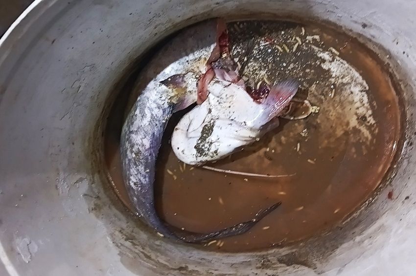 Kettévágott kisharcsát találtak egy tiszai horgásznál  