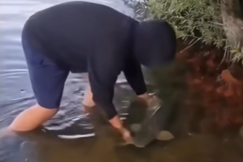 Videó: puszta kézzel fogta ki a fa alatt hűsölő pontyot 