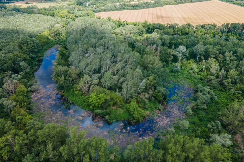 Már félig feltöltötték a Krisztinazugi- és a Kisfoki-holtágat – fotókkal