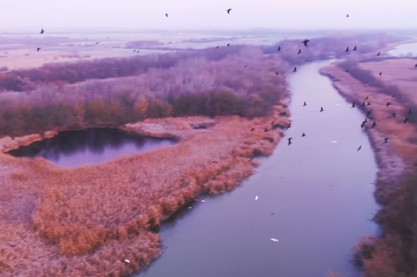 Patakokban folyik a vér, ha száz kormorán betör egy vermelőhelyre – videóval