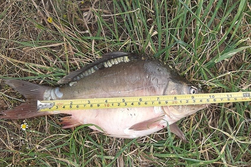 Három bottal kispontyokra utazó horgászt füleltek le a balatoni halőrök