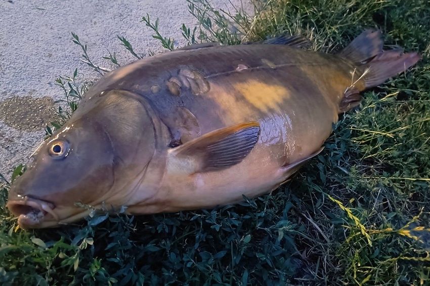 Értelmetlen halált halt egy 8 kilós ponty Kisújszálláson – fotókkal 