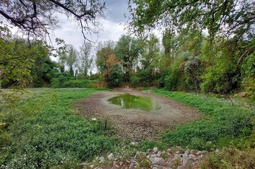 A halak fontos menedékei tűnhetnek el a Dunán – fotókkal