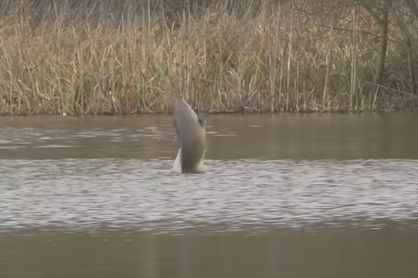 Videó: hatalmas pontyok emelkedtek ki a vízből