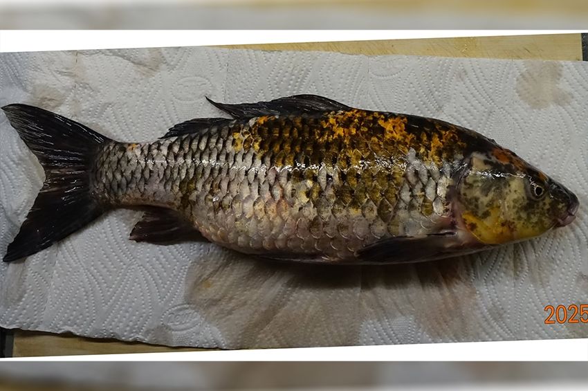 Nagyon furcsa halat emeltek ki a Szentendrei-Dunából 