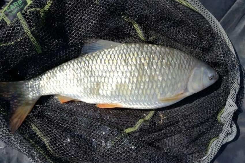 Nyomós oka van a leánykoncér védettségének, hiába fognak belőle sokat 
