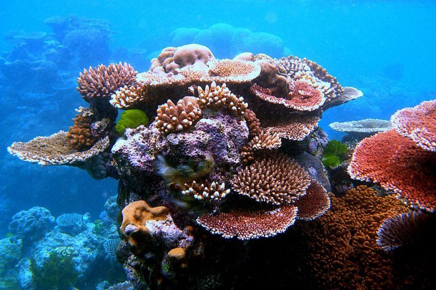 Óriási korallzátonyt találtak Tahiti partjainál