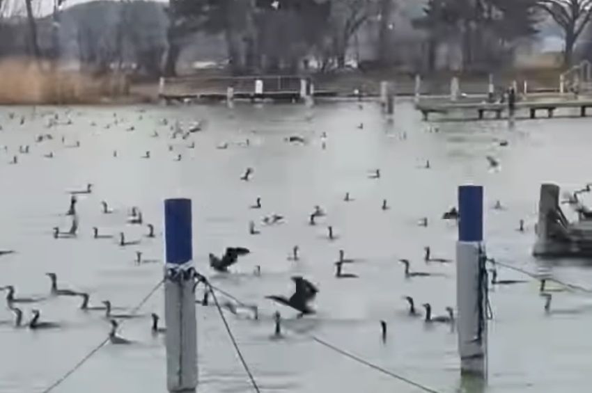 Videó: így „garázdálkodnak” a kormoránok a Balatonnál