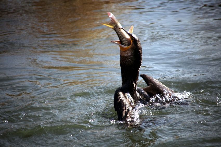 A kormoránokkal „halásztatnak” a réti sasok