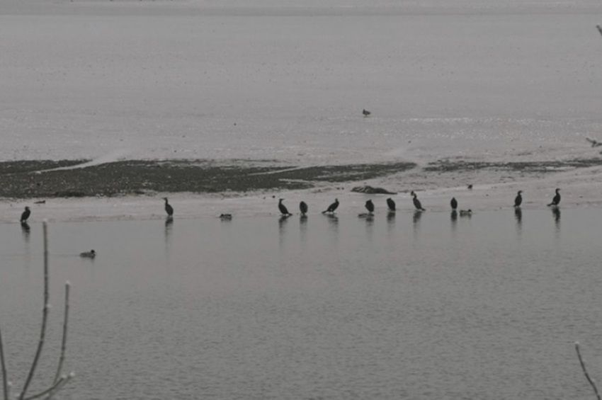 Tehetetlenek a kormoránokkal szemben a Tisza-tavi halőrök
