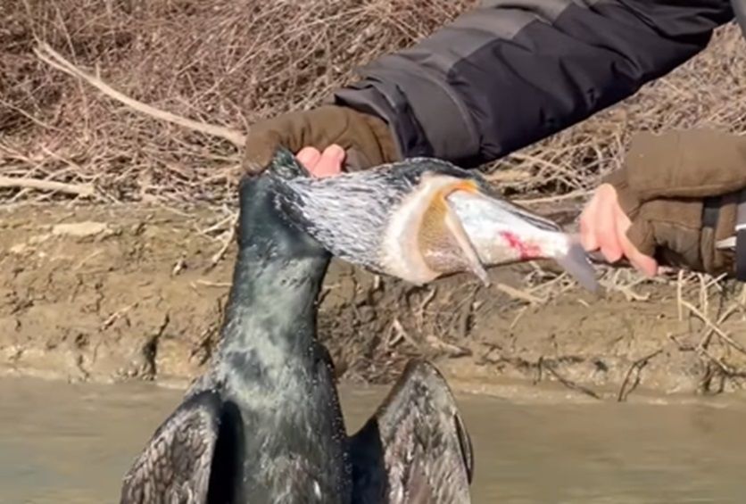 Álcaruhában vadásznak a Tisza-tó kormoránjaira – videóval