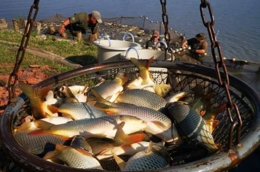A magas árak miatt kevesebb halat telepítenek a Körösökön, mint tavaly