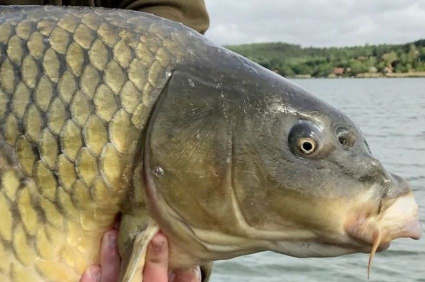 Kosfejű vadpontyok telepítését tervezik a Velencei-tónál