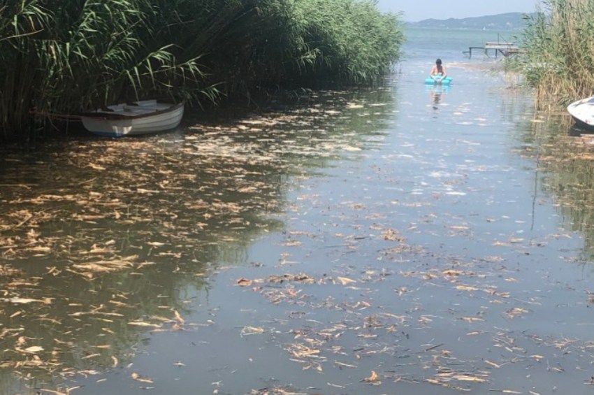 Megdöbbentette a polgármestert a Balatonfenyvesen történt mederkotrás