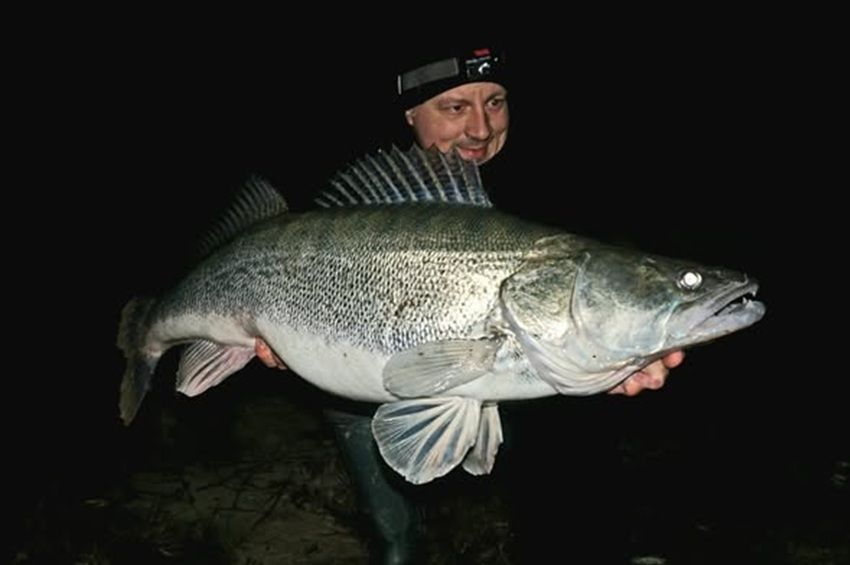 Partról pergetve fogtak 10 kiló feletti süllőt a Dunából – fotókkal 