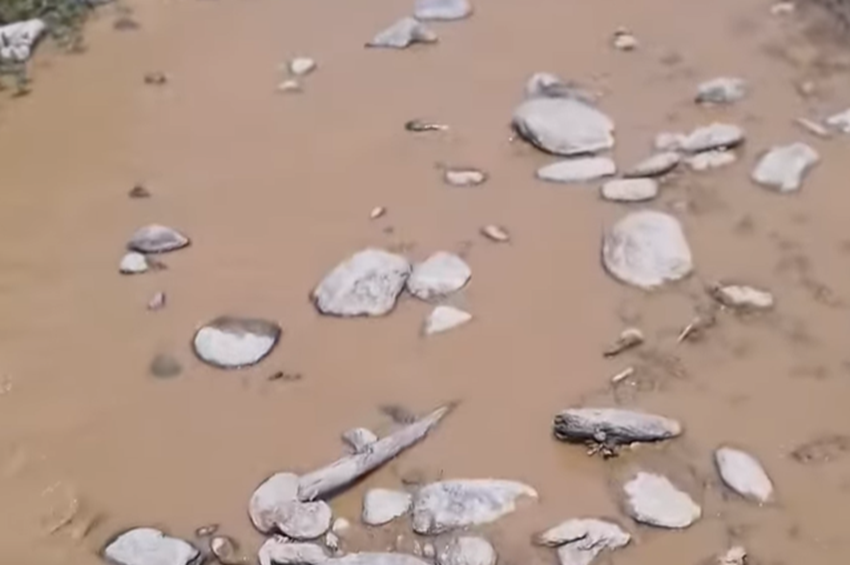 Szennyezés történt a Krasznán, csak saját felelősségre fogyasztható a kifogott hal – fotókkal, videókkal