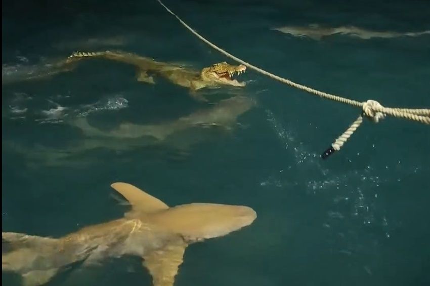 Videó: krokodil vs. cápa! Vajon ki győzött?