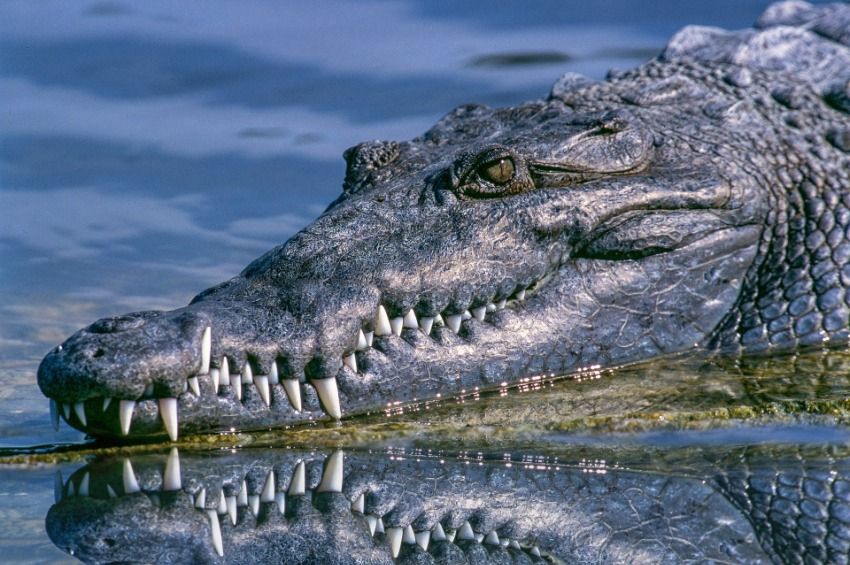 Négy krokodil támadt rá egy horgászra Zimbabwében