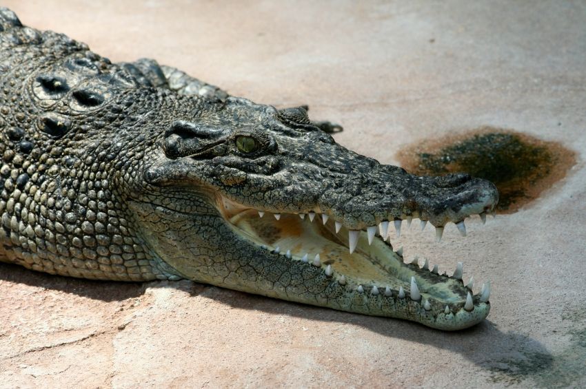 Szűznemzéssel szaporodott egy krokodil Costa Ricán