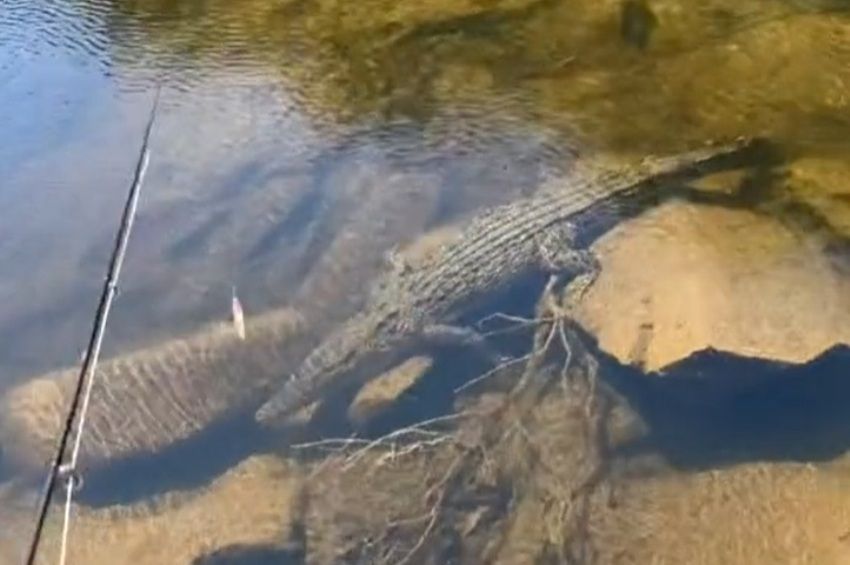 Videó: műcsalival ingerelték a krokodilt, menekülés lett a vége