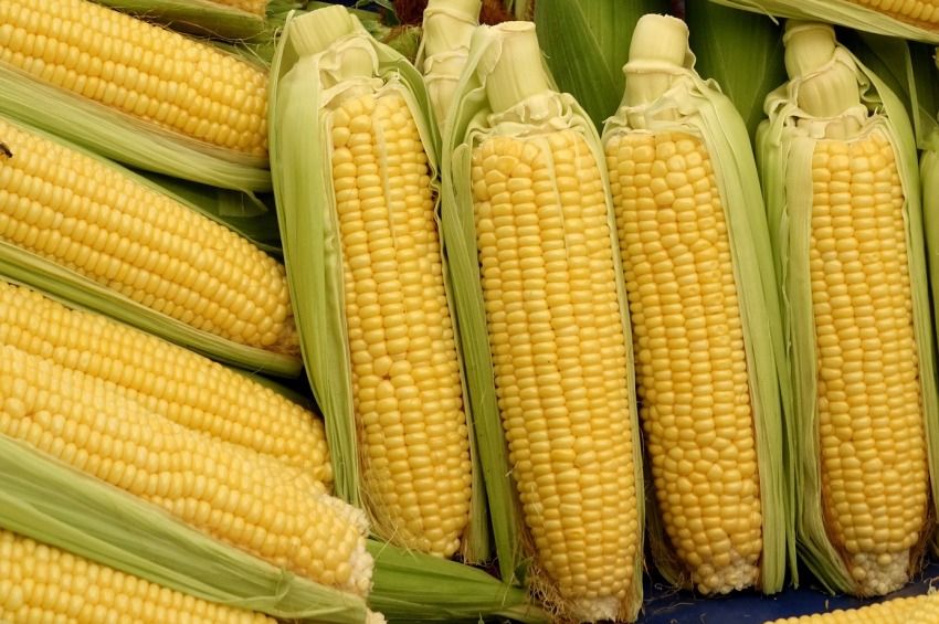 Sokfelé szép termés ígérkezik kukoricából