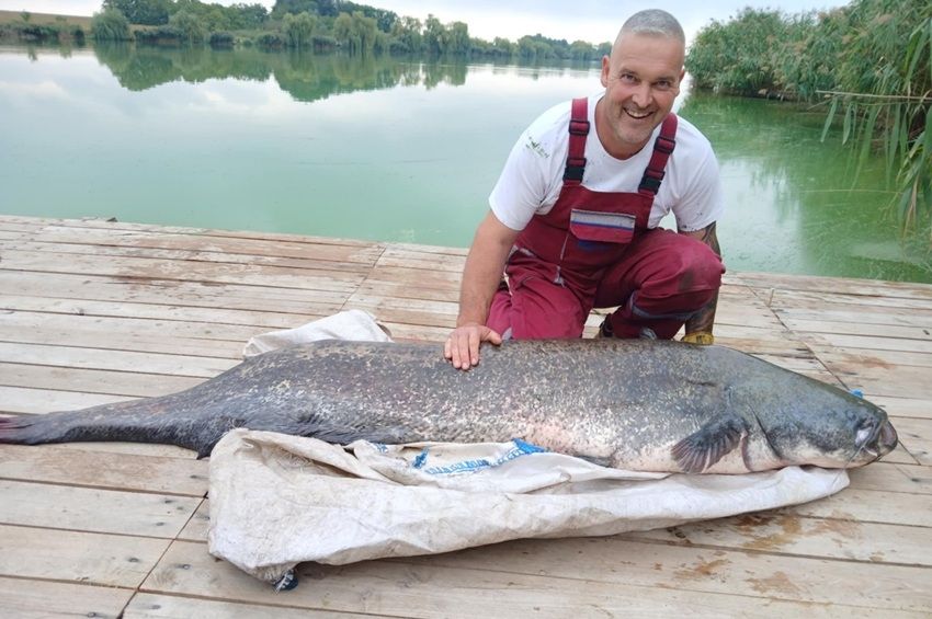 Egy halőr akasztott 46 kilós harcsát a Látóképi-víztározónál