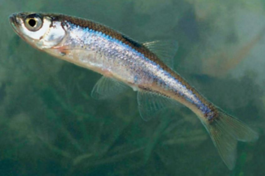 Rég nem látott, védett halat fedeztek fel a Tisza-tóban