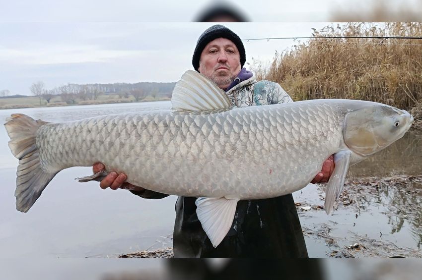 Soha nem látott téli amurparádét rendezett a rutinos horgász Palotáson – fotókkal