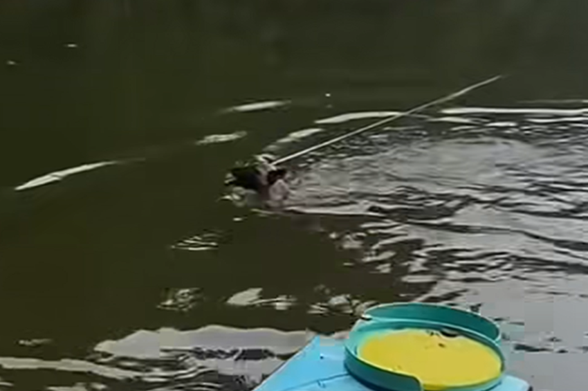Videó: kutya hozta vissza a vízbe rántott horgászbotot