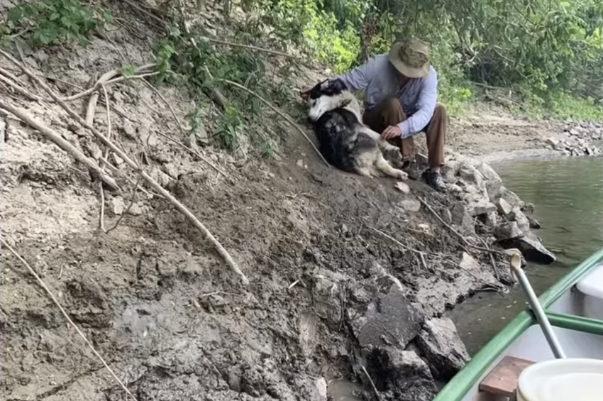 Egy horgász mentette meg a megkötözött lábakkal Tiszába dobott kutyát – videóval 