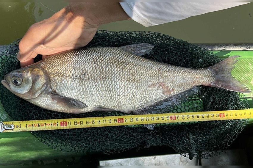 Rekordméterű laposkeszeget fogott Sallai Zoltán halkutató a Hármas-Körösön