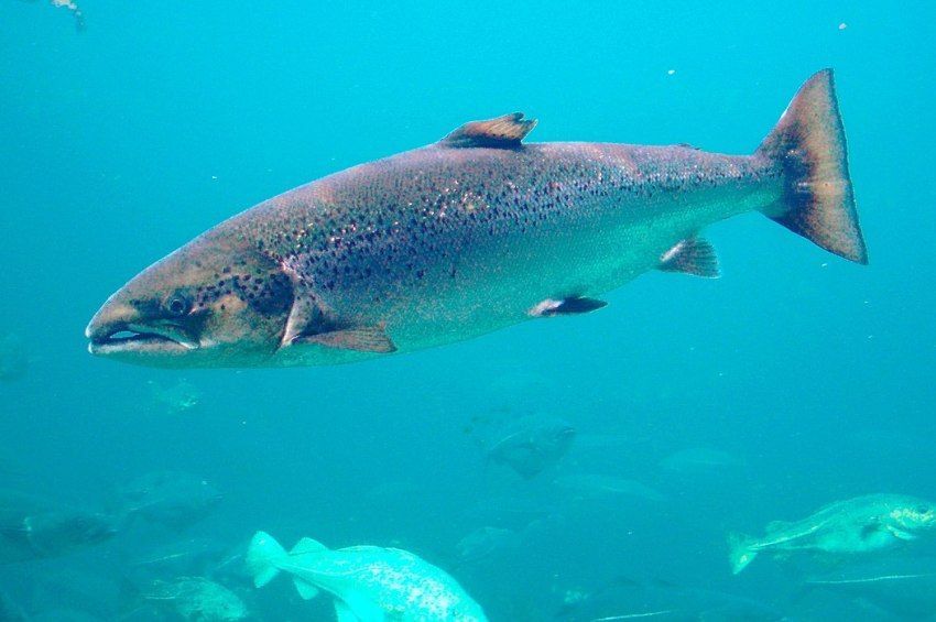 Heti 19 tonna hal termelését tervezik a zalaegerszegi lazacfarom