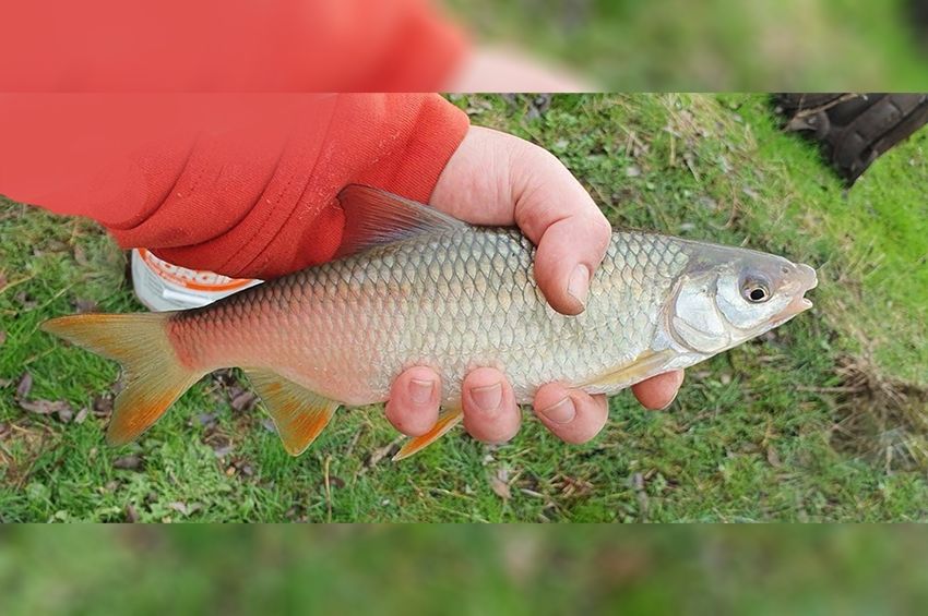 Megtelepedtek a leánykoncérok a Túr romániai szakaszán