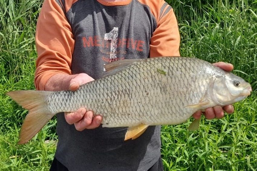 Elárulta trükkjeit a kapitális leánykoncér eszén is túljáró horgász