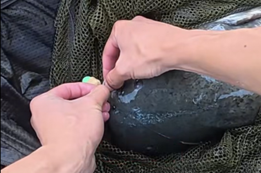 Nem engedhették vissza a lenyúzott hasú harcsát Bicskén – videóval  