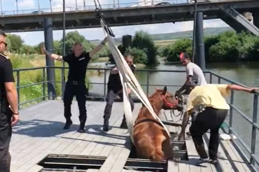 Emelőkosárral mentettek ki egy lovat a Marosból, mert beszakadt alatta egy móló – videóval