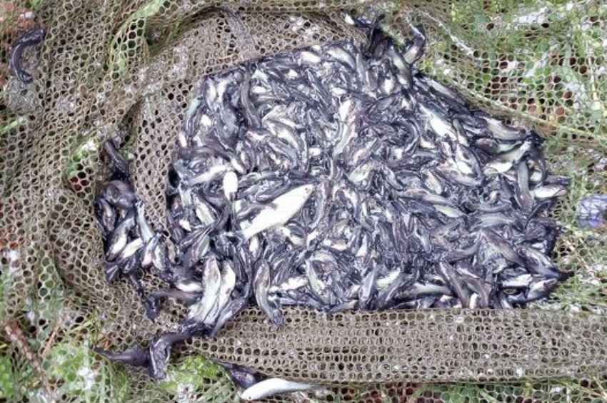 Maconkán is a horgászok segítségét kérik a törpeharcsák elleni küzdelemben