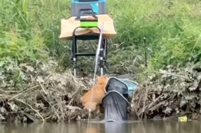 Videó: ellopta a hallal teli szákot az éhes macska