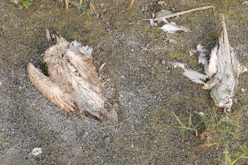 A halak után már a madarak is nagyszámban pusztulnak a Velencei-tónál