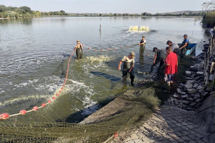Tragédia a halgazdaságokban: ha nem jön állami támogatás, beszántják a tavakat