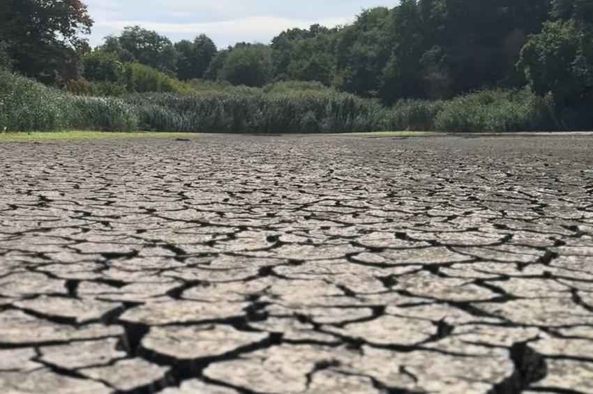 Kiszáradt az oroszlányi Majki Alsó-tó, mentették a halállományt – videóval 