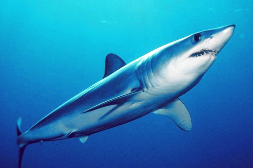 Újabb halálos cápatámadás történt Egyiptomban
