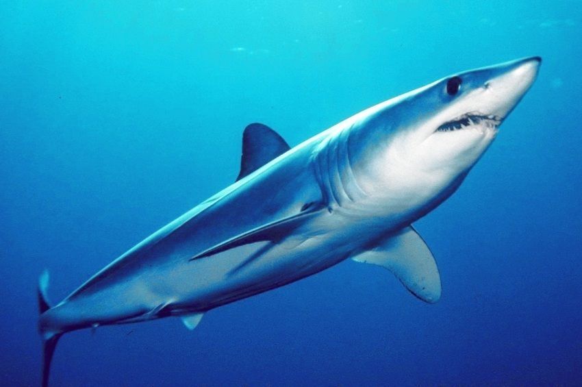 Videó: cápát láttak Montenegróban