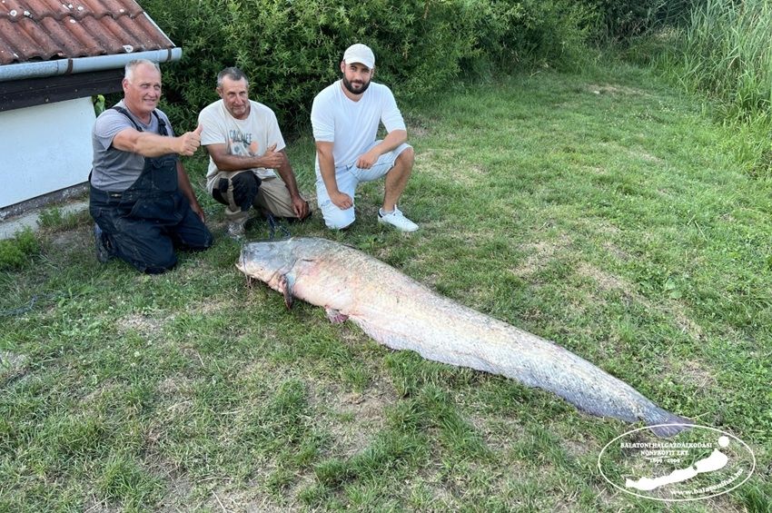 Másfél évtizedes harcsarekord dőlt meg a Balatonon – fotókkal 